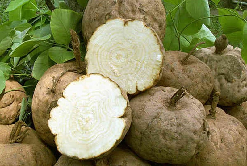 Sâm Asparagus racemosus – Cứu cánh giúp cân bằng nội tiết tố nữ