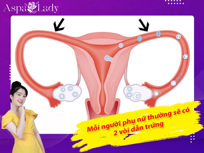 Mỗi người phụ nữ thường sẽ có 2 vòi dẫn trứng
