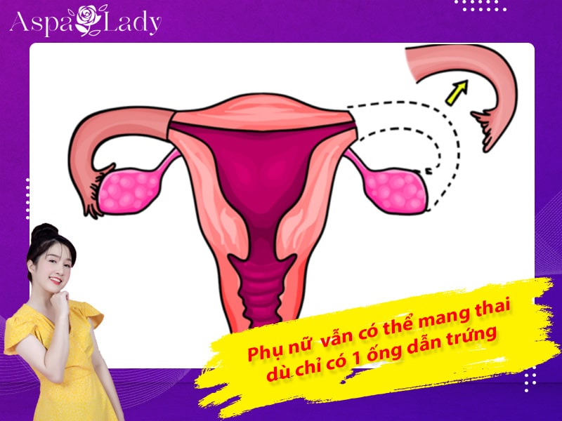 Phụ nữ vẫn có thể mang thai dù chỉ có 1 ống dẫn trứng