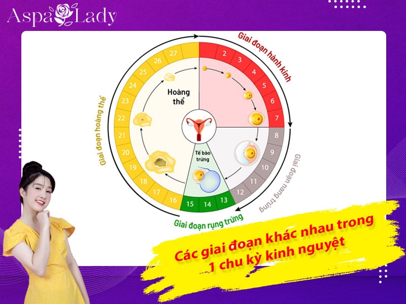 Các giai đoạn khác nhau trong 1 chu kỳ kinh nguyệt Các giai đoạn khác nhau trong 1 chu kỳ kinh nguyệt