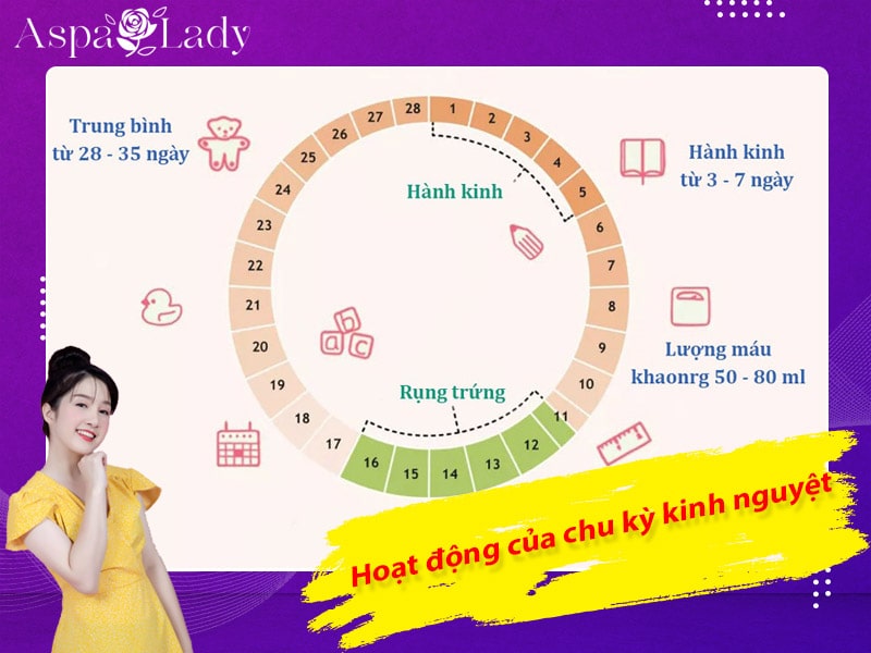 Hoạt động của chu kỳ kinh nguyệt Hoạt động của chu kỳ kinh nguyệt
