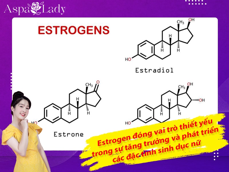 Estrogen đóng vai trò thiết yếu trong sự tăng trưởng và phát triển các đặc tính sinh dục nữ Estrogen đóng vai trò thiết yếu trong sự tăng trưởng và phát triển các đặc tính sinh dục nữ