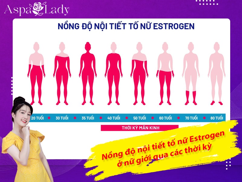 Nồng độ nội tiết tố nữ Estrogen ở nữ giới qua các thời kỳ Nồng độ nội tiết tố nữ Estrogen ở nữ giới qua các thời kỳ