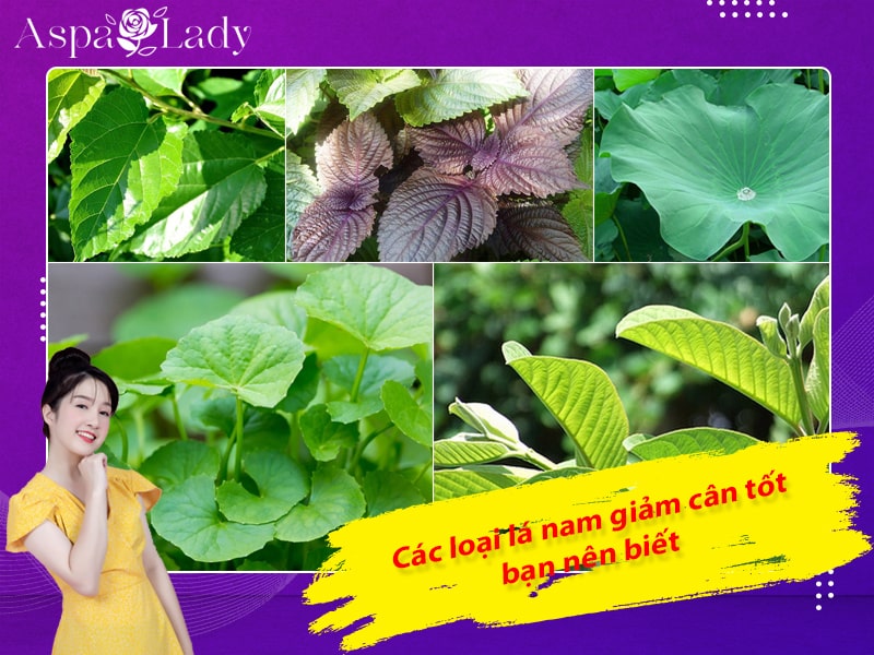 Các loại lá nam giảm cân tốt bạn nên biết Các loại lá nam giảm cân tốt bạn nên biết