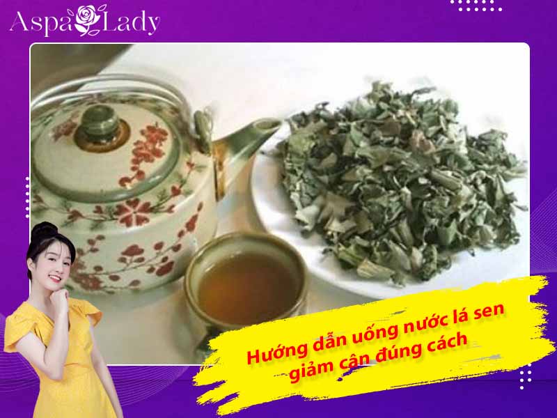 Hướng dẫn uống  nước lá sen giảm cân đúng cách