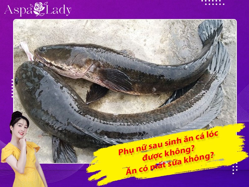 Phụ nữ sau sinh ăn cá lóc được không? Ăn có mất sữa không?