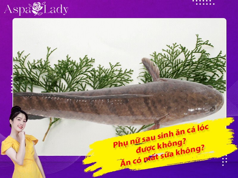 Phụ nữ sau sinh ăn cá lóc được không? Ăn có mất sữa không?