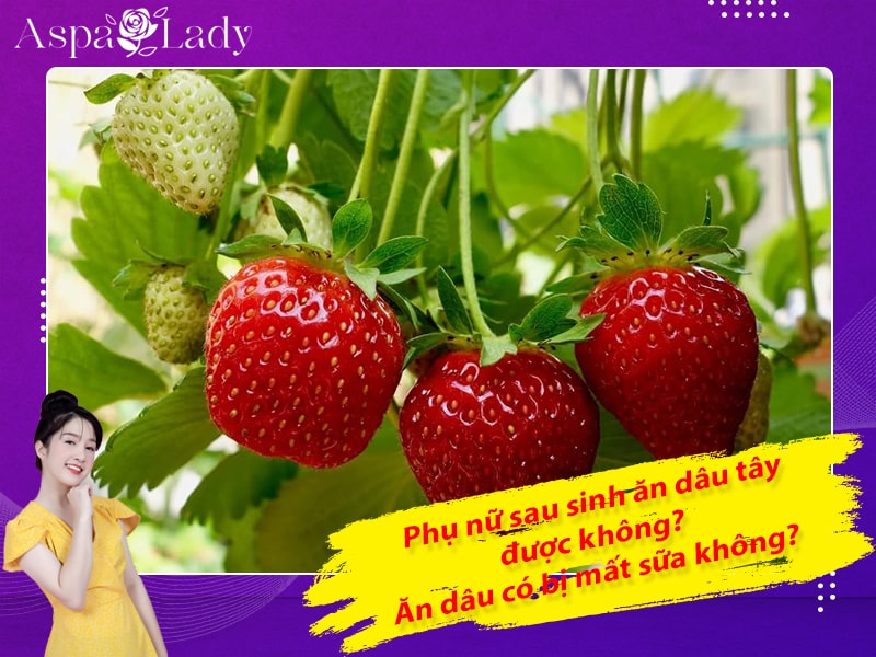 Phụ nữ sau sinh ăn dâu tây được không? Ăn dâu có bị mất sữa không?