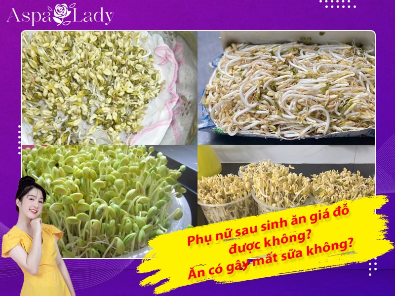 Phụ nữ sau sinh ăn giá đỗ được không? Ăn có gây mất sữa không?