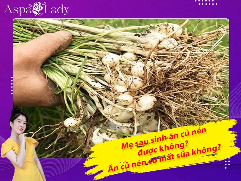 Mẹ sau sinh ăn củ nén được không? Ăn có mất sữa không?