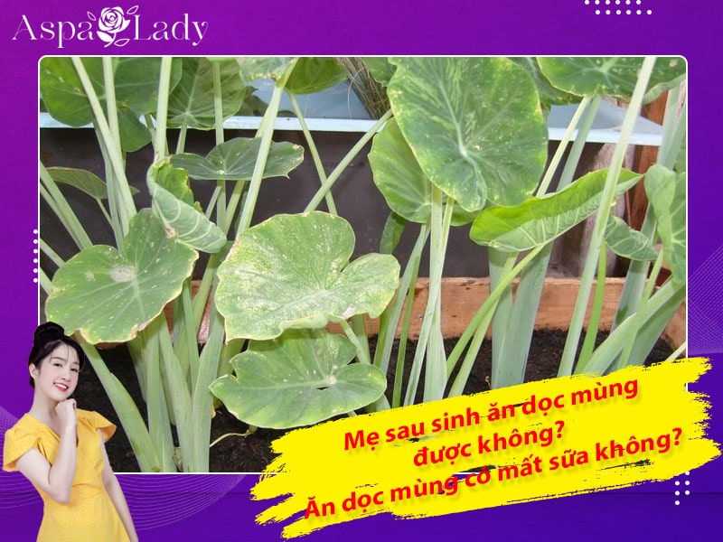 Mẹ sau sinh ăn dọc mùng được không? Ăn có mất sữa không?