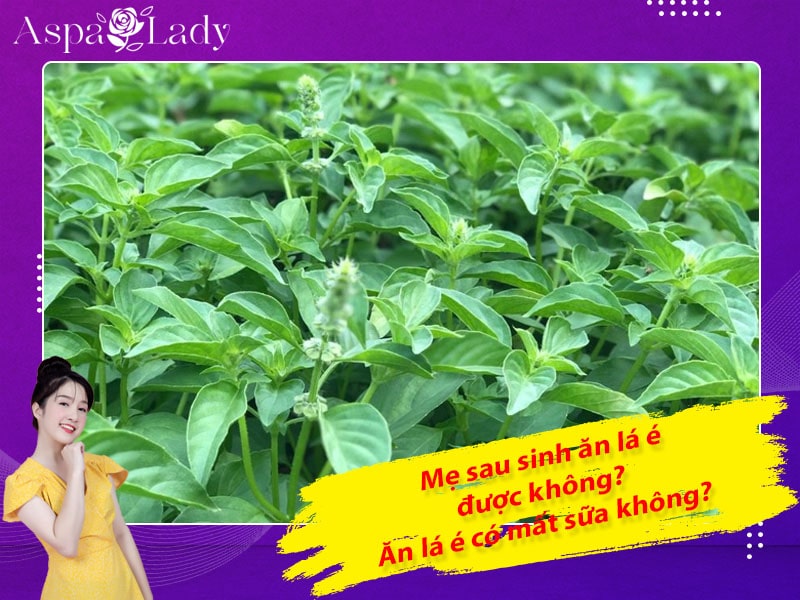 Mẹ sau sinh ăn lá é được không? Ăn có mất sữa không?
