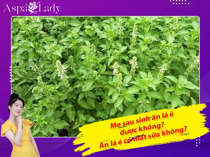 Mẹ sau sinh ăn lá é được không? Ăn có mất sữa không?