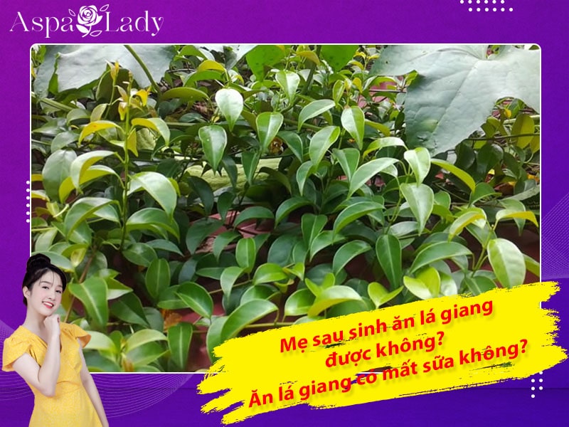 Mẹ sau sinh ăn lá giang được không? Ăn có mất sữa không?
