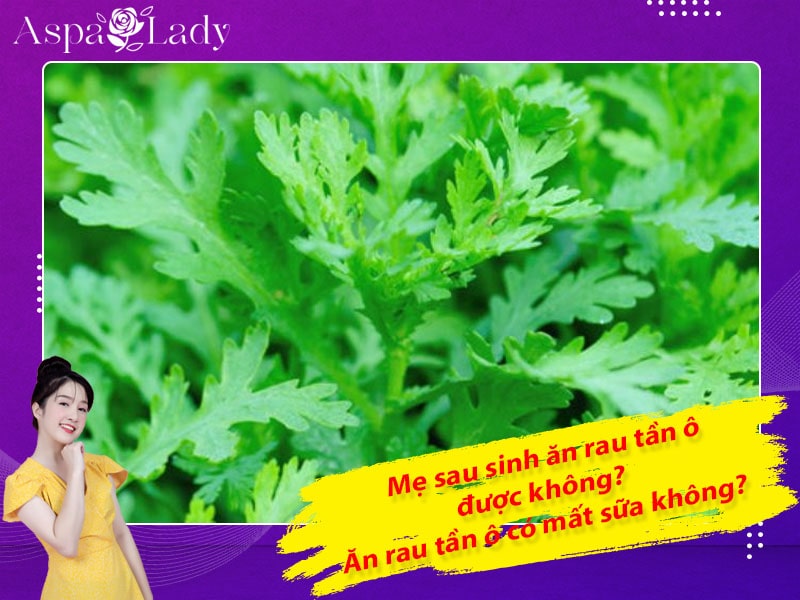 Mẹ sau sinh có ăn được rau tần ô không? Ăn có mất sữa không?
