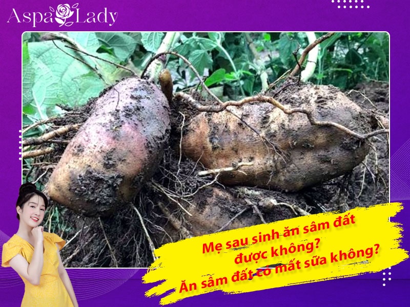 Mẹ sau sinh ăn sâm đất được không? Ăn có mất sữa không?