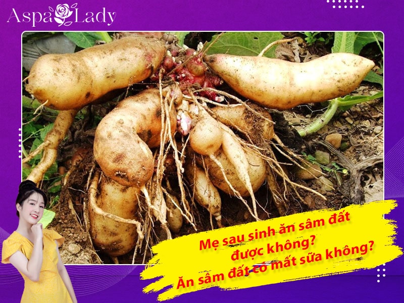 Mẹ sau sinh ăn sâm đất được không? Ăn có mất sữa không?