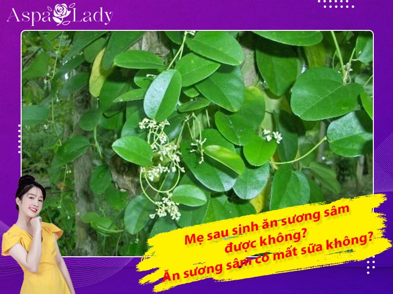 Mẹ sau sinh ăn sương sâm được không? Ăn có mất sữa không?