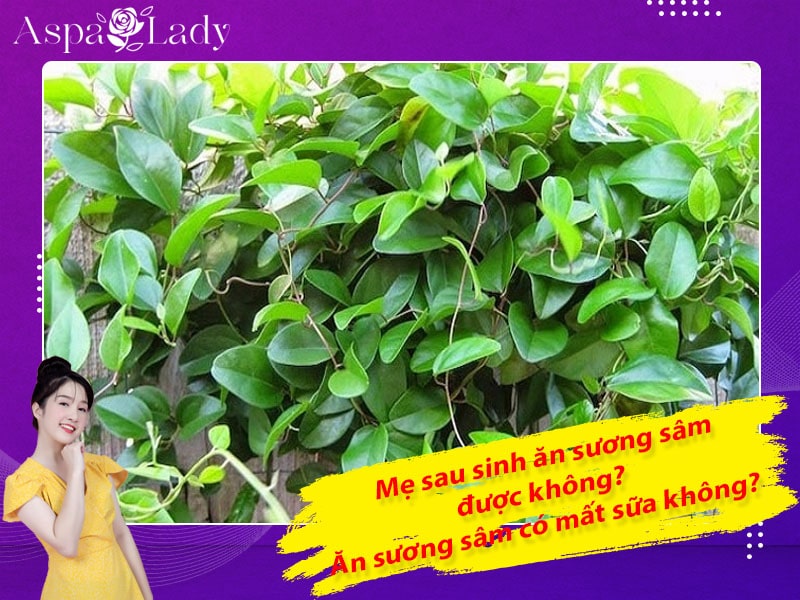 Mẹ sau sinh ăn sương sâm được không? Ăn có mất sữa không?