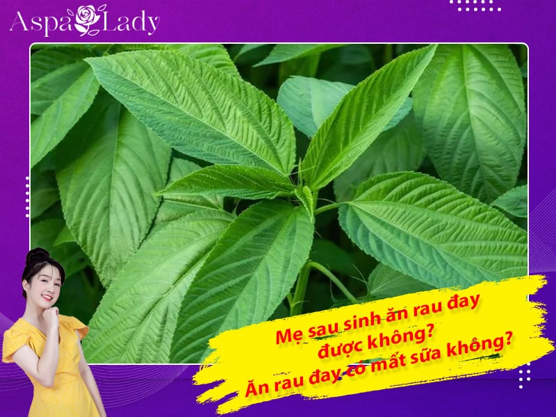 Mẹ sau sinh ăn rau đay được không? Ăn có mất sữa không?