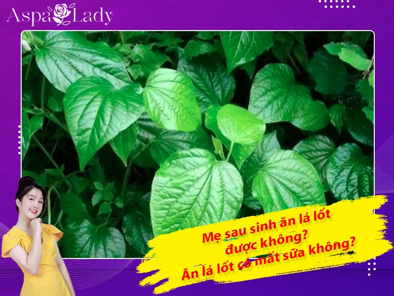 Mẹ sau sinh ăn lá lốt được không? Ăn có mất sữa không?
