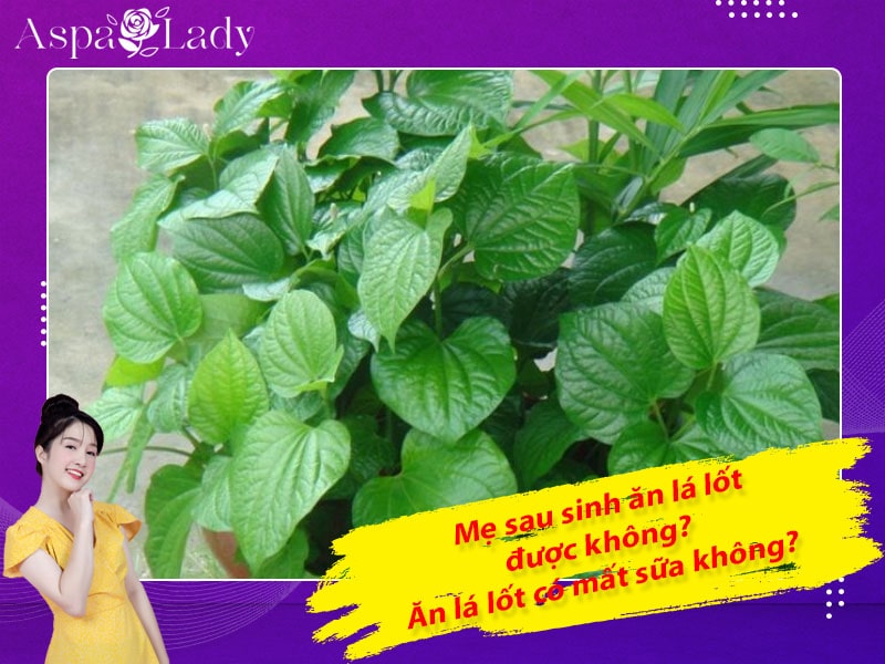 Mẹ sau sinh ăn lá lốt được không? Ăn có mất sữa không?