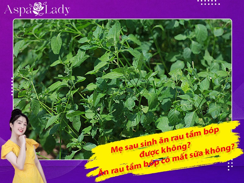 Mẹ sau sinh ăn rau tầm bóp được không? Uống có mất sữa không?