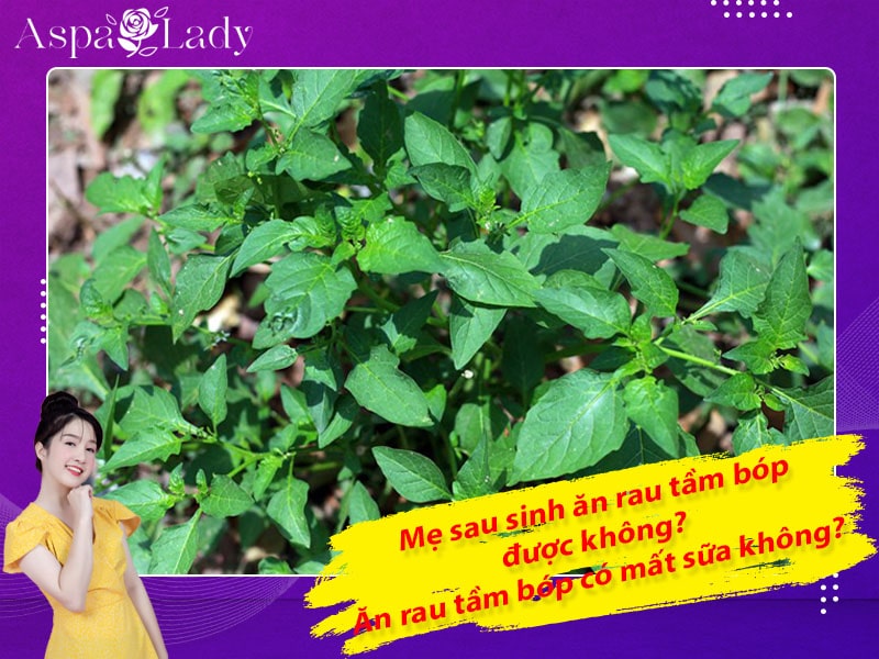 Mẹ sau sinh ăn rau tầm bóp được không? Uống có mất sữa không?