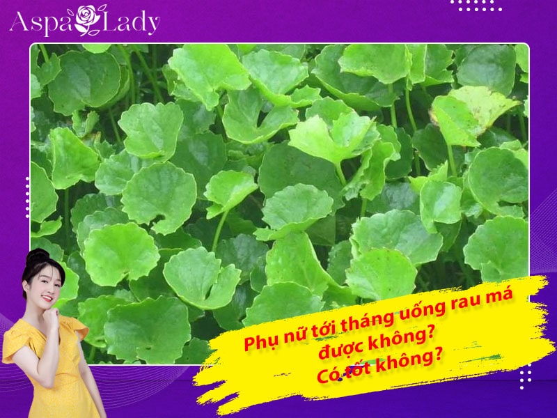 Tới tháng uống rau má được không? 5 điều chị em cần nhớ!