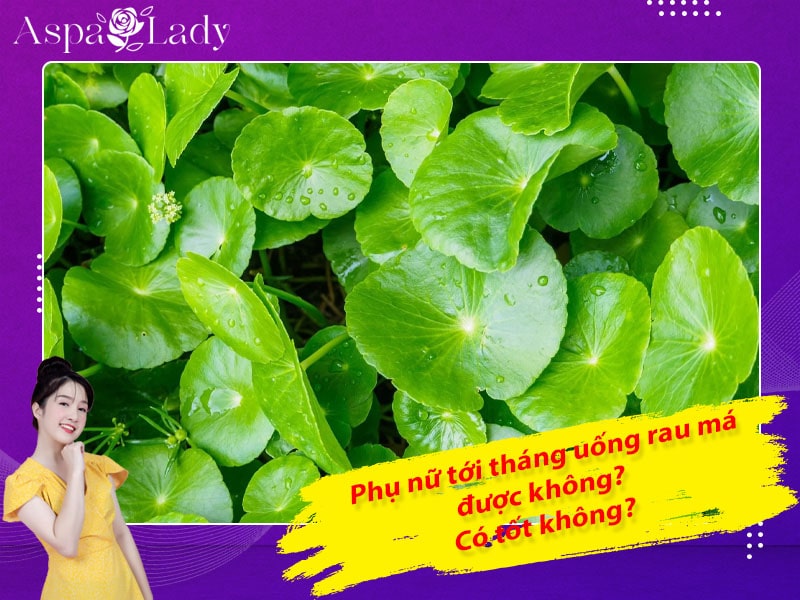 Tới tháng uống rau má được không? 5 điều chị em cần nhớ!