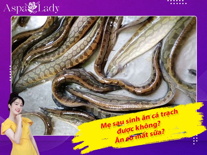 Mẹ sau sinh có ăn được cá chạch không? Ăn có mất sữa?