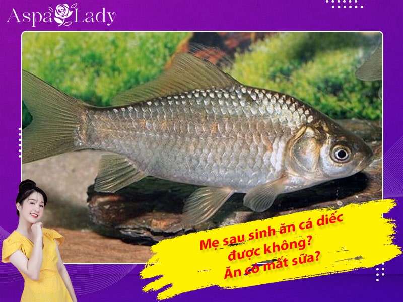 Mẹ sau sinh ăn cá diếc được không? Ăn có mất sữa không?
