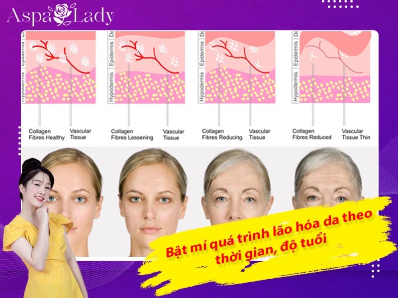 Bật mí quá trình lão hóa da theo thời gian, độ tuổi